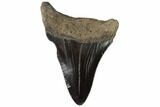 Juvenile Megalodon Tooth - Georgia #90838-1